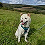 Yuki a rejoint le concours — aidez-le/la à gagner de superbes lots ! animal, canine, clouds, daytime, dog, field, grass, greenery, happy, harness, hill, landscape, leash, nature, outdoor, pet, sitting, sky, smiling, white_dog