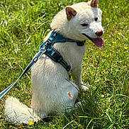 Yuki participe au concours pour gagner de l'argent avec cette photo : dog, white_dog, harness, leash, grass, outdoor, sunlight, happy, pet, canine, nature, animal, tongue_out, sitting, summer, greenery, playful, fur, ears, smiling