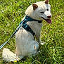 dog, white_dog, harness, leash, grass, outdoor, sunlight, happy, pet, canine, nature, animal, tongue_out, sitting, summer, greenery, playful, fur, ears, smiling