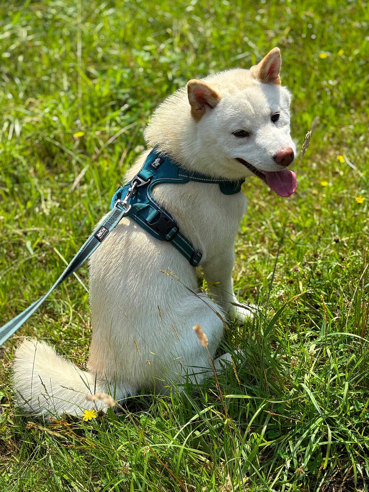 Yuki participe au concours pour gagner de l'argent avec cette photo : dog, white_dog, harness, leash, grass, outdoor, sunlight, happy, pet, canine, nature, animal, tongue_out, sitting, summer, greenery, playful, fur, ears, smiling