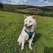 Yuki participe au concours pour gagner de l'argent avec cette photo : animal, canine, clouds, daytime, dog, field, grass, greenery, happy, harness, hill, landscape, leash, nature, outdoor, pet, sitting, sky, smiling, white_dog