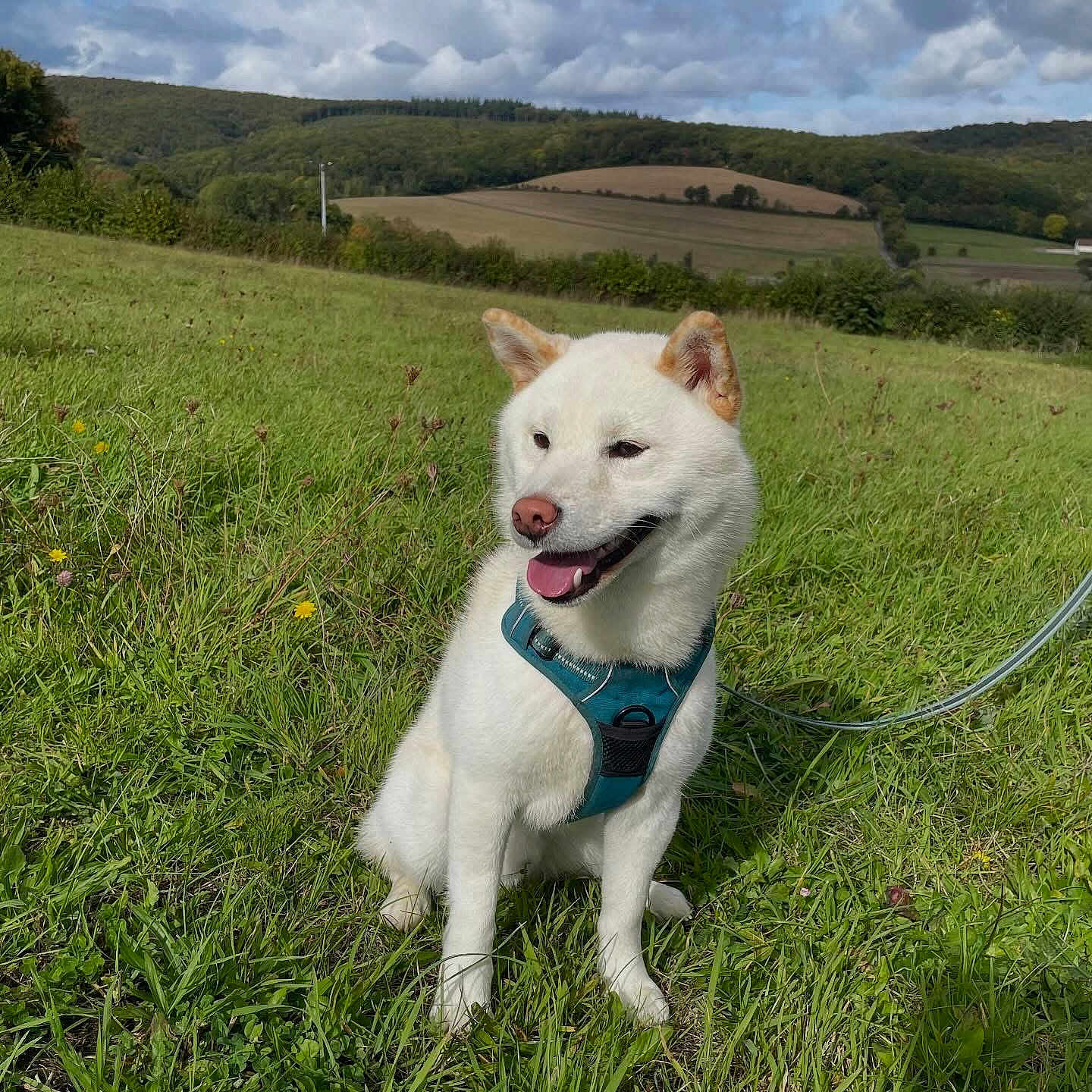 Yuki participe au concours pour gagner de l'argent avec cette photo : animal, canine, clouds, daytime, dog, field, grass, greenery, happy, harness, hill, landscape, leash, nature, outdoor, pet, sitting, sky, smiling, white_dog