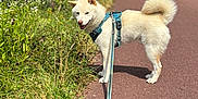 Yuki participe au concours pour gagner de l'argent avec cette photo : animal, canine, curled_tail, daytime, dog, grass, greenery, harness, leash, nature, outdoor, path, pavement, pet, side_view, summer, sunny, walking, walking_path, wildflowers