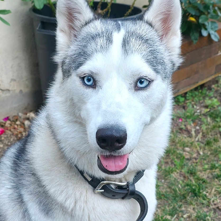 Yumy a rejoint le concours — aidez-le/la à gagner de superbes lots ! dog, siberian_husky, blue_eyes, pet, animal, grass, garden, plants, outdoor, collar, canine, fur, sitting, happy, tongue_out, nature, portrait, domestic_animal, leafy, cute