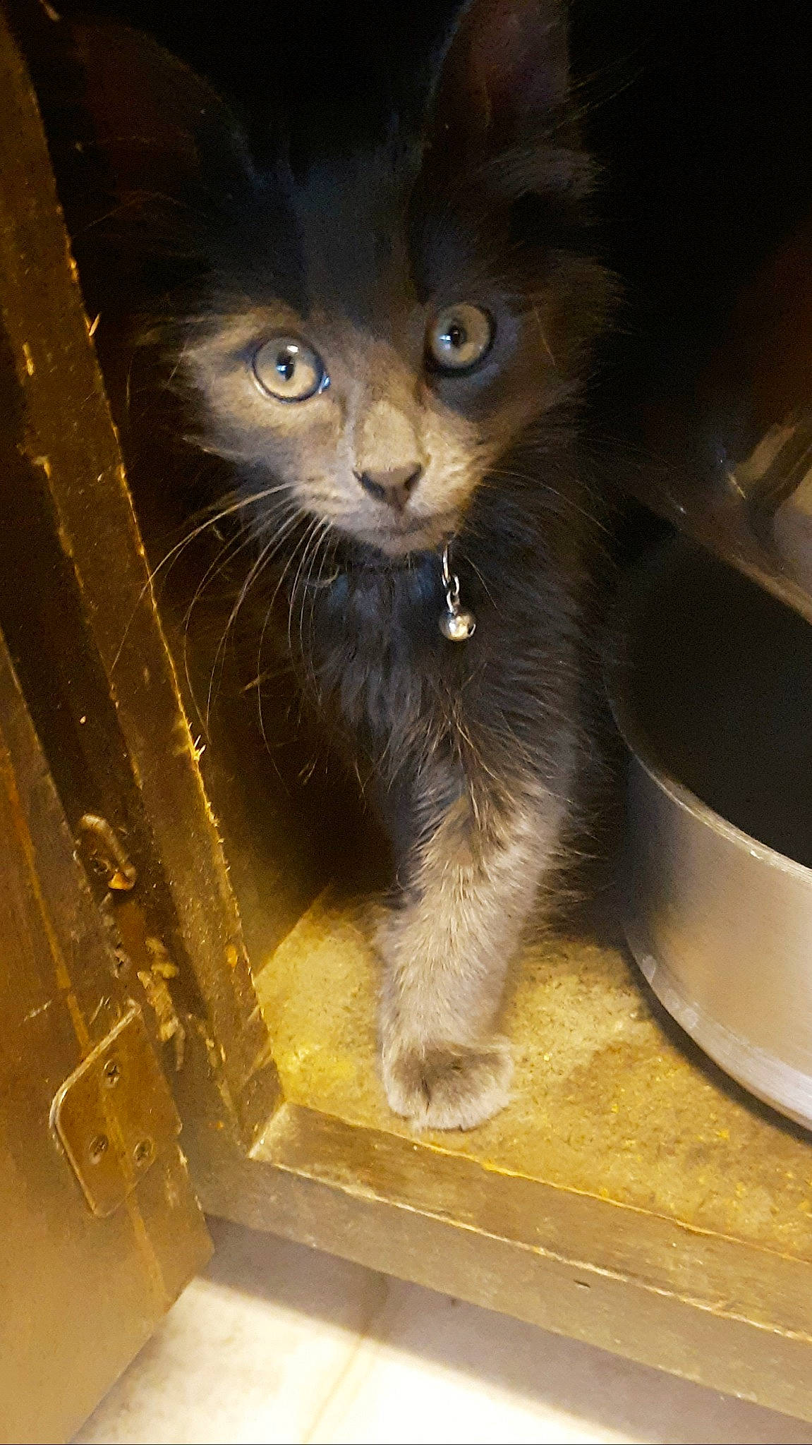 Kiba is registered to the contest to win money with this photo: american_curl, carnivore, cat, domestic_long_haired_cat, domestic_short_haired_cat, european_shorthair, felidae, kitten, mammal, nebelung, polydactyl_cat, small_to_medium_sized_cats, snout, whiskers