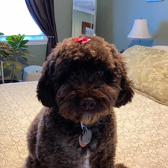Baci
