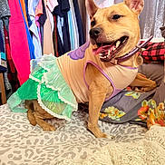 Coco Chanel is registered to the contest to win money with this photo: dog, tutu, clothing, bed, blanket, furniture, indoor, pet, happy, tongue_out, ears_up, collar, fabric, pattern, colorful, curtain, smiling, playful, resting, cute