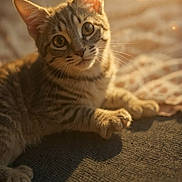 Pollyanna joined the competition — help win amazing prizes! animal, cat, cozy, cute, dust_particles, ears, feline, golden_hour, indoor, kitten, paw, pet, relaxing, sleepy, soft_focus, sunlight, tabby, texture, warm_light, whiskers