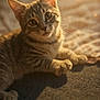 animal, cat, cozy, cute, dust_particles, ears, feline, golden_hour, indoor, kitten, paw, pet, relaxing, sleepy, soft_focus, sunlight, tabby, texture, warm_light, whiskers