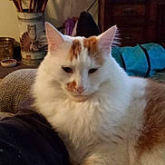 Chance joined the competition — help win amazing prizes! cat, indoor, furniture, couch, person, umbrella_stand, walking_canes, wooden_dresser, cozy, fluffy, white_cat, orange_cat, relaxed, pet, living_room, carpet, decor, home, resting, companion