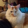 cat, indoor, furniture, couch, person, umbrella_stand, walking_canes, wooden_dresser, cozy, fluffy, white_cat, orange_cat, relaxed, pet, living_room, carpet, decor, home, resting, companion