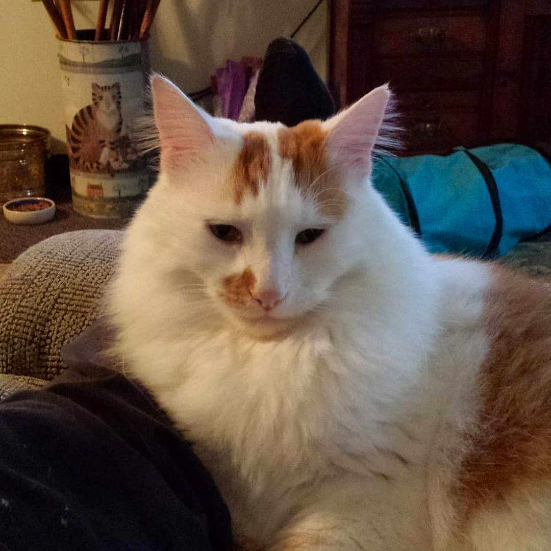 Chance joined the competition — help win amazing prizes! carpet, cat, companion, couch, cozy, decor, fluffy, furniture, home, indoor, living_room, orange_cat, person, pet, relaxed, resting, umbrella_stand, walking_canes, white_cat, wooden_dresser