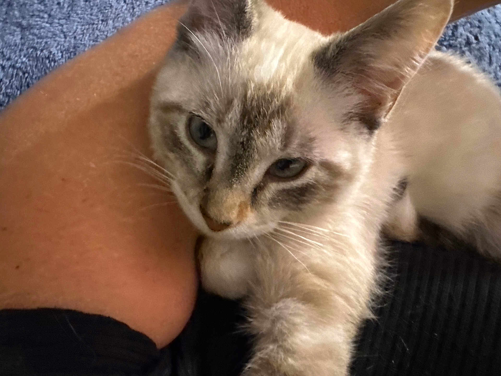 Maya