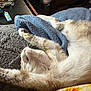 cat, stretching, blanket, fur, indoor, relaxation, cozy, sleeping, paw, whiskers, feline, pet, home, table, remote_control, lighter, cigarette_pack, texture, comfort, rest
