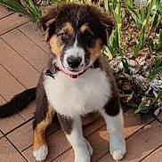 Aaron a rejoint le concours — aidez-le/la à gagner de superbes lots ! puppy, dog, tricolor, sitting, outdoor, plants, garden, brick_patio, cute, young_dog, fur, collar, pet, animal, nature, leaf, sunlight, adorable, canine, looking_at_camera