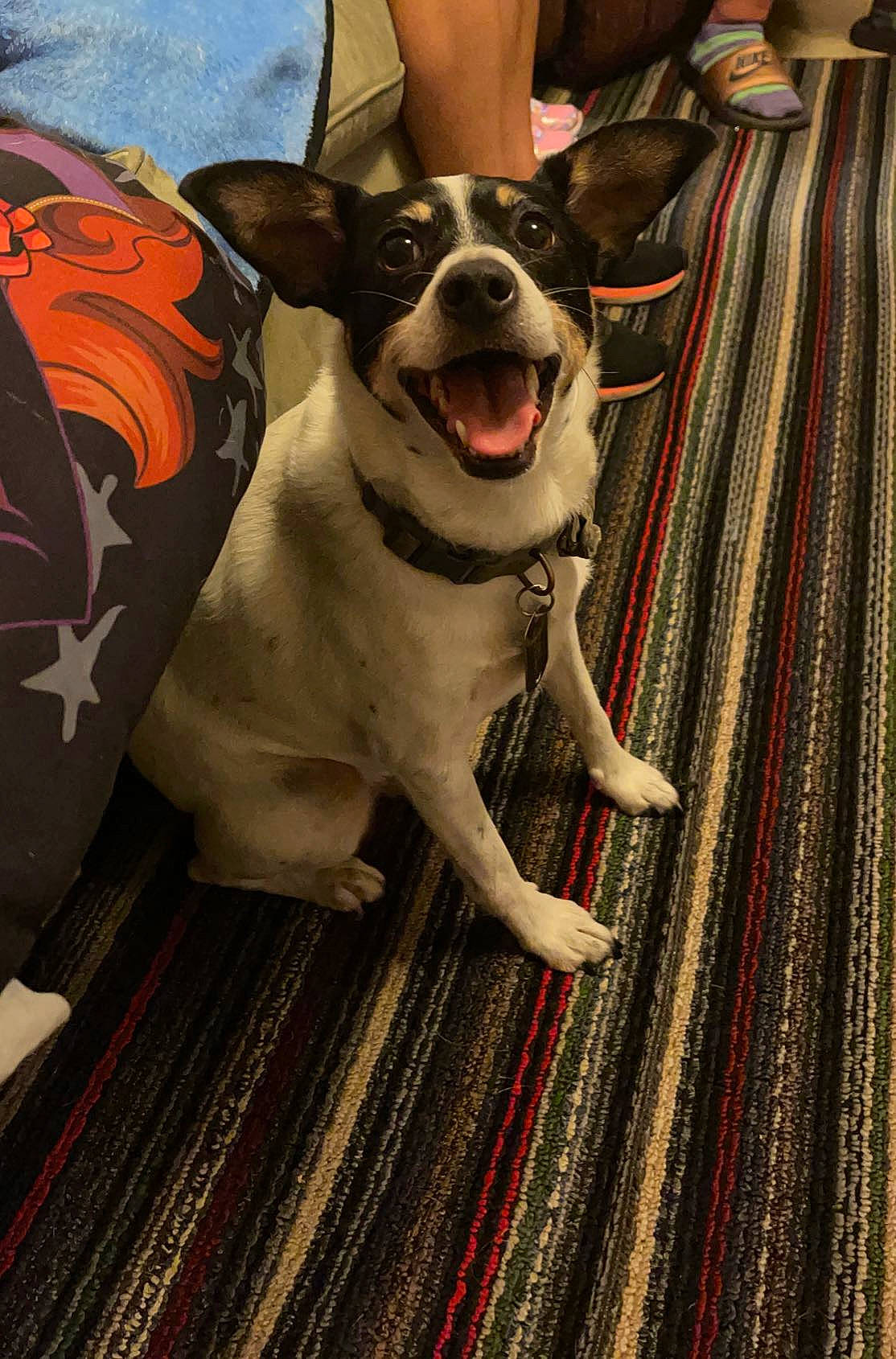 Chance joined the competition — help win amazing prizes! canidae, carnivore, collar, companion_dog, dog, dog_breed, dog_collar, dog_supply, fawn, flooring, fur, guard_dog, leash, non_sporting_group, pattern, snout, sporting_group, whiskers, wood, working_animal