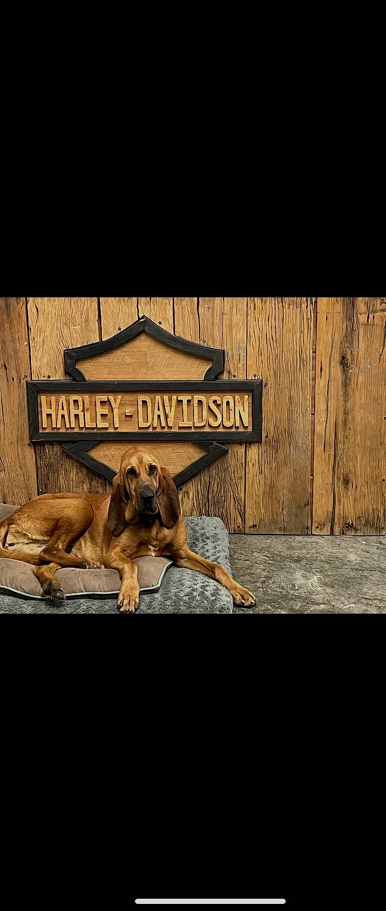 Bailey May is registered to the contest to win money with this photo: art, big_cats, canidae, carnivore, companion_dog, dog, dog_breed, fawn, felidae, font, landscape, photo_caption, rectangle, snout, sporting_group, street_dog, terrestrial_animal, tints_and_shades, wood, working_animal