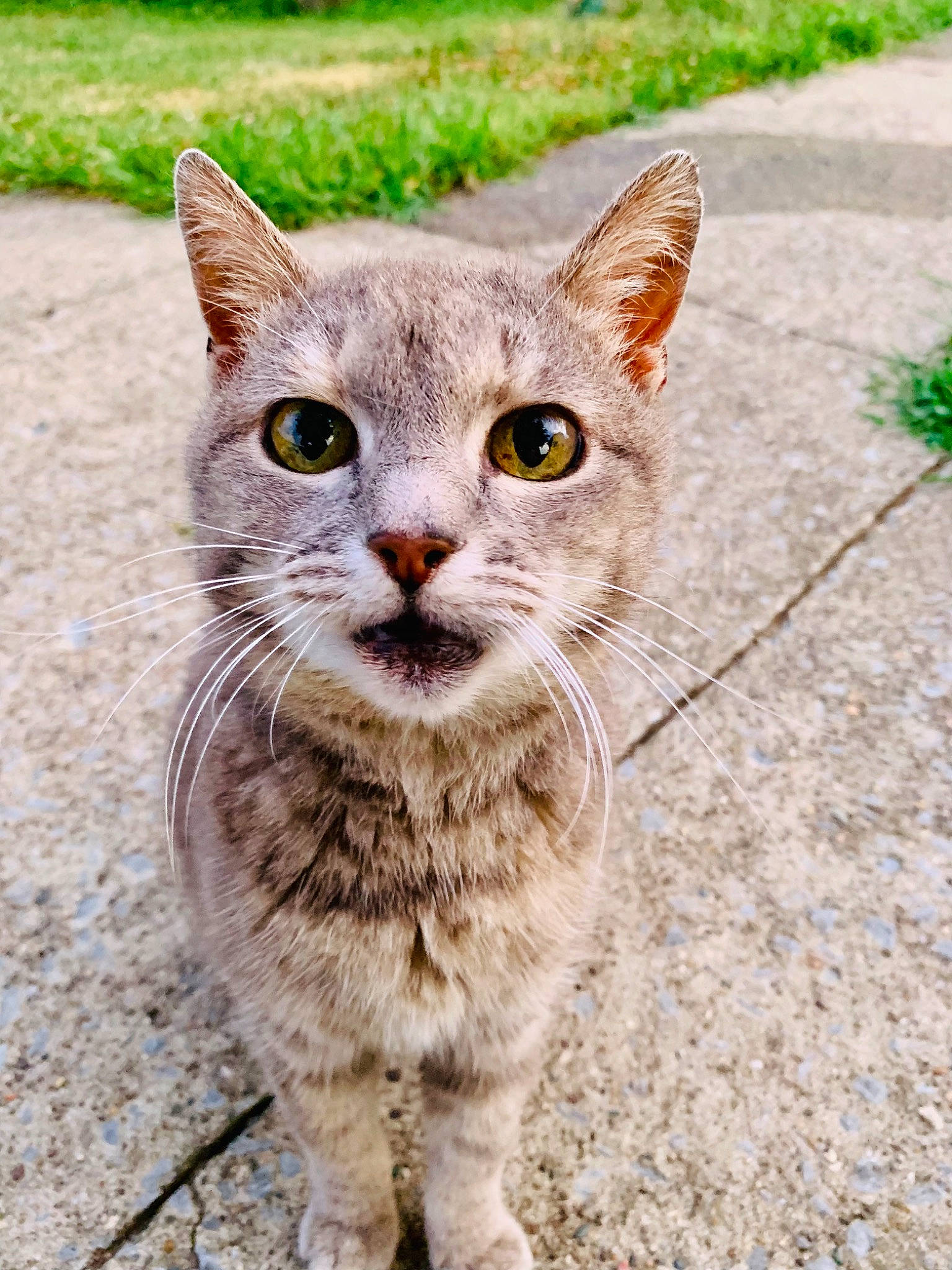 Maw Rita is registered to the contest to win money with this photo: art, carnivore, cat, domestic_short_haired_cat, eye, fawn, felidae, fur, glasses, grass, paw, plant, small_to_medium_sized_cats, snout, tail, terrestrial_animal, tree, whiskers, wildlife