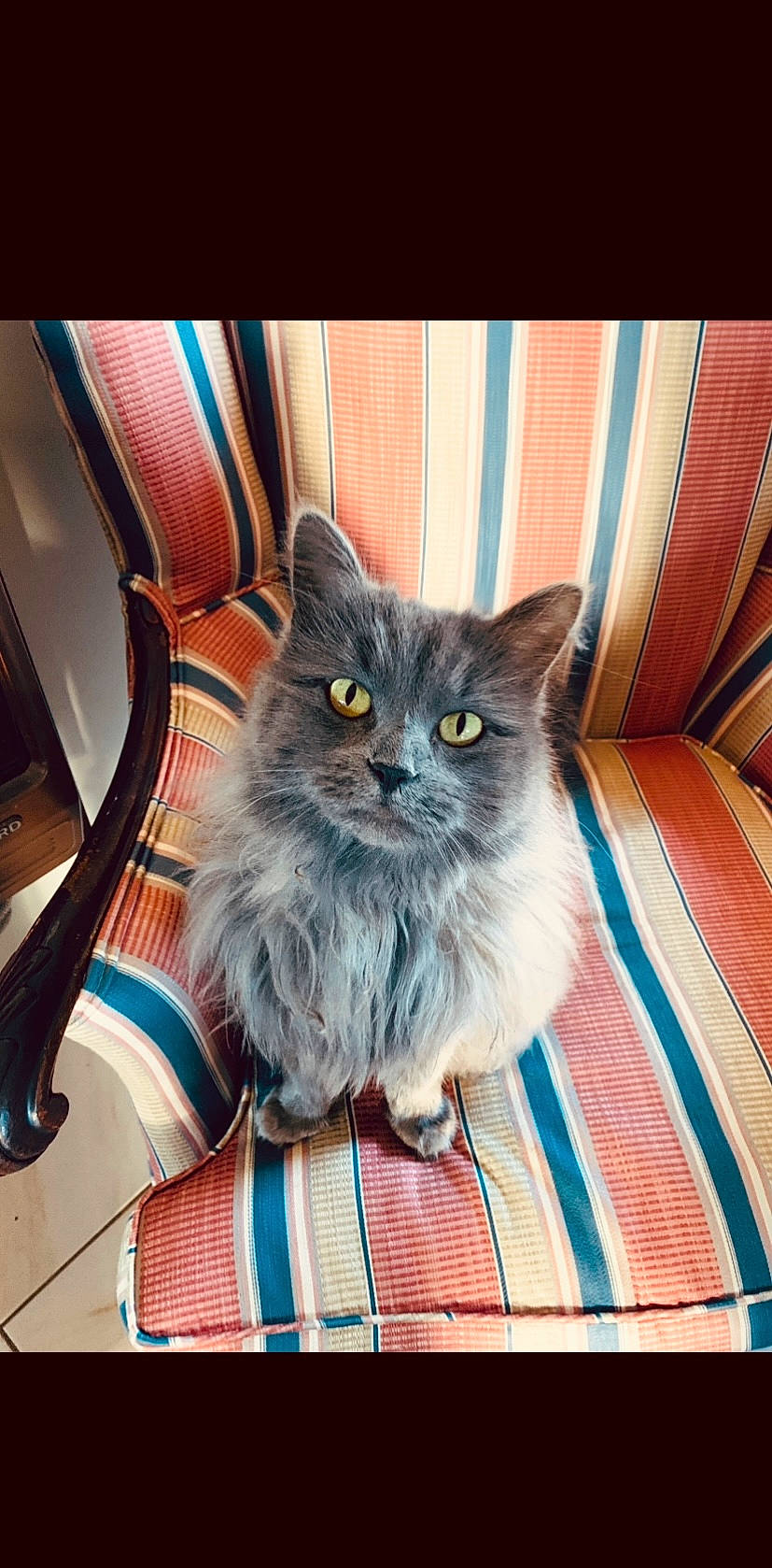 Karen is registered to the contest to win money with this photo: british_longhair, carnivore, cat, chair, comfort, domestic_short_haired_cat, electric_blue, fawn, felidae, flooring, fur, grey, iris, plant, sitting, small_to_medium_sized_cats, snout, tail, whiskers, window