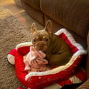 Bambi joined the competition — help win amazing prizes! blanket, brown, canine, couch, cozy, dog, dog_bed, ears, floor, french_bulldog, fur, home, indoor, looking_at_camera, pet, puppy, red, rug, small_dog, white