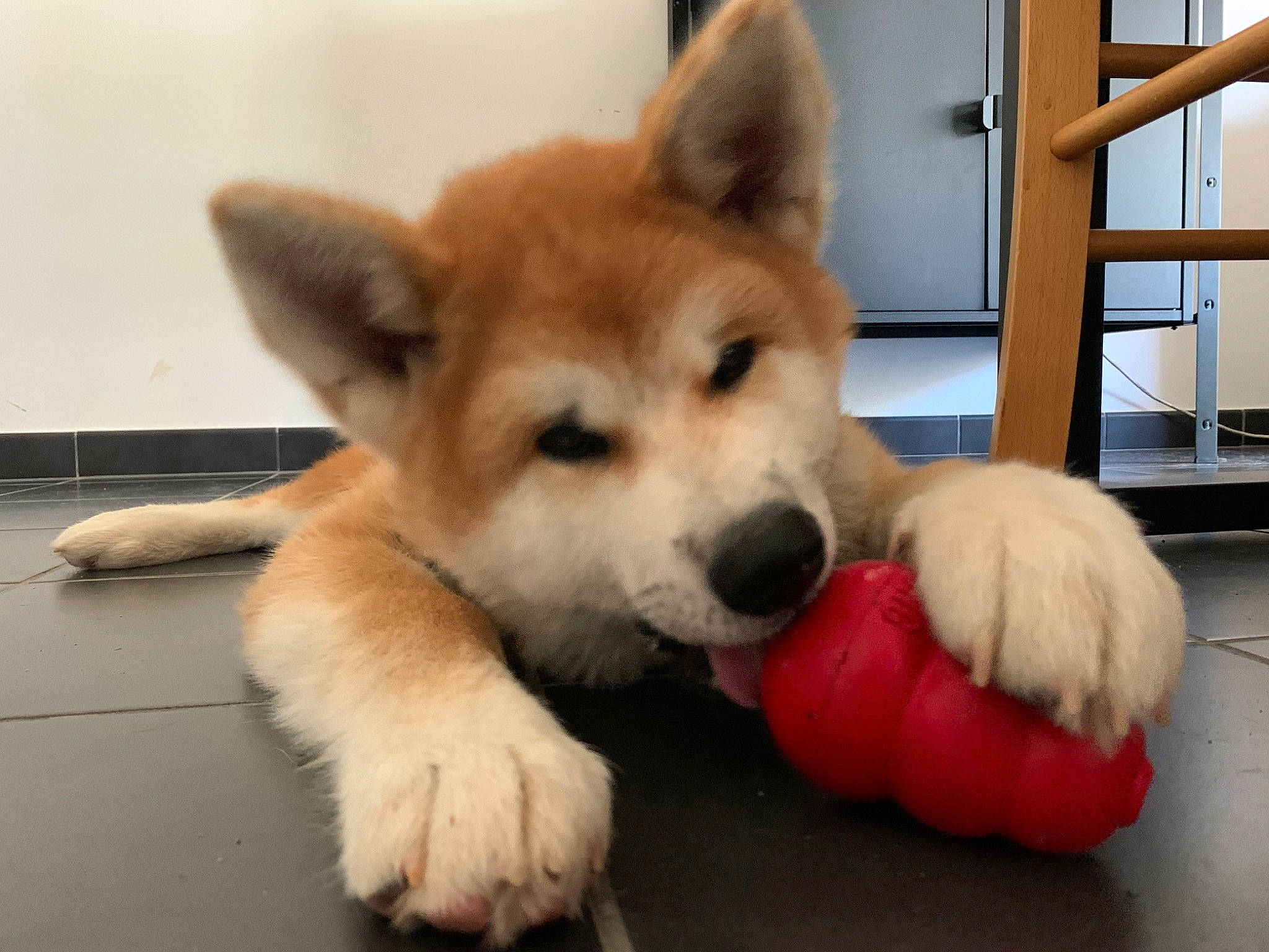 Daiko a rejoint le concours — aidez-le/la à gagner de superbes lots ! akita, akita_inu, ancient_dog_breeds, canaan_dog, canidae, carnivore, companion_dog, dog, dog_breed, korean_jindo_dog, mammal, non_sporting_group, norwegian_buhund, nose, puppy, rare_breed_dog, sakhalin_husky, shiba_inu, snout, vertebrate