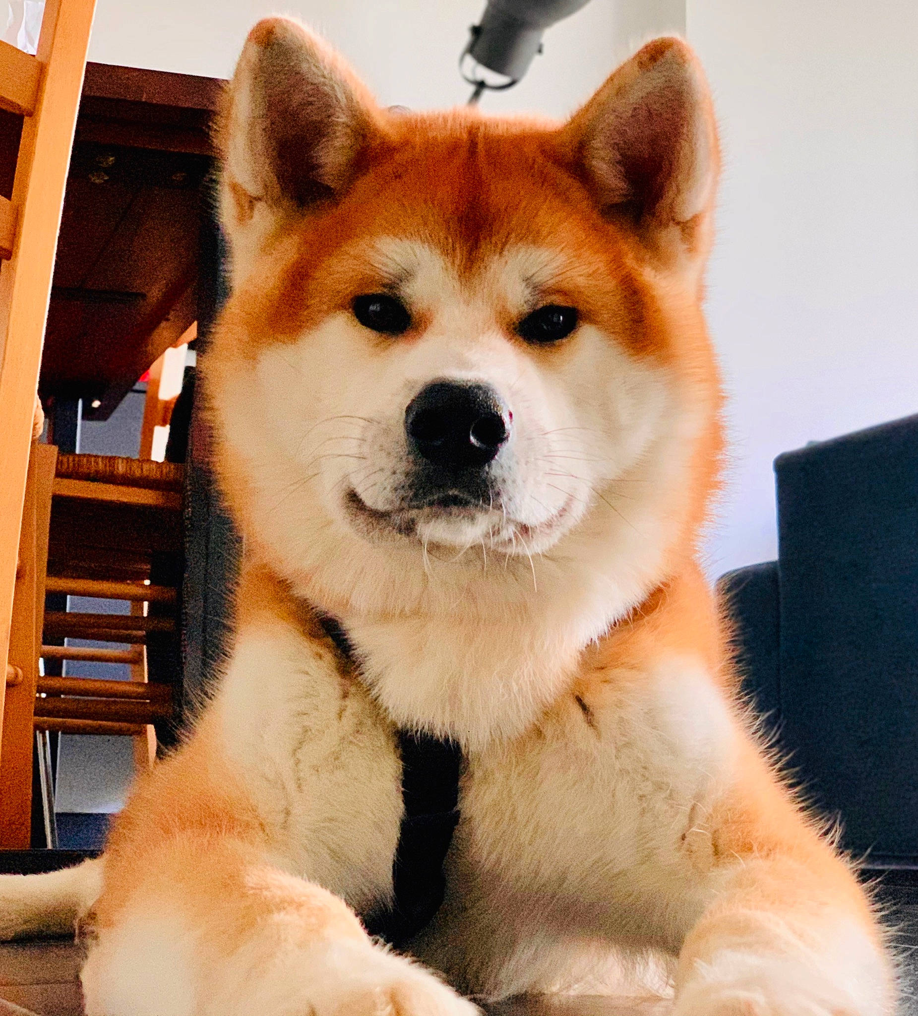 Daiko participe au concours pour gagner de l'argent avec cette photo : akita, akita_inu, ancient_dog_breeds, canaan_dog, canidae, carnivore, companion_dog, dog, dog_breed, hokkaido, korean_jindo_dog, mammal, norwegian_buhund, sakhalin_husky, shiba_inu, shikoku, snout, thai_bangkaew_dog, vertebrate, working_dog
