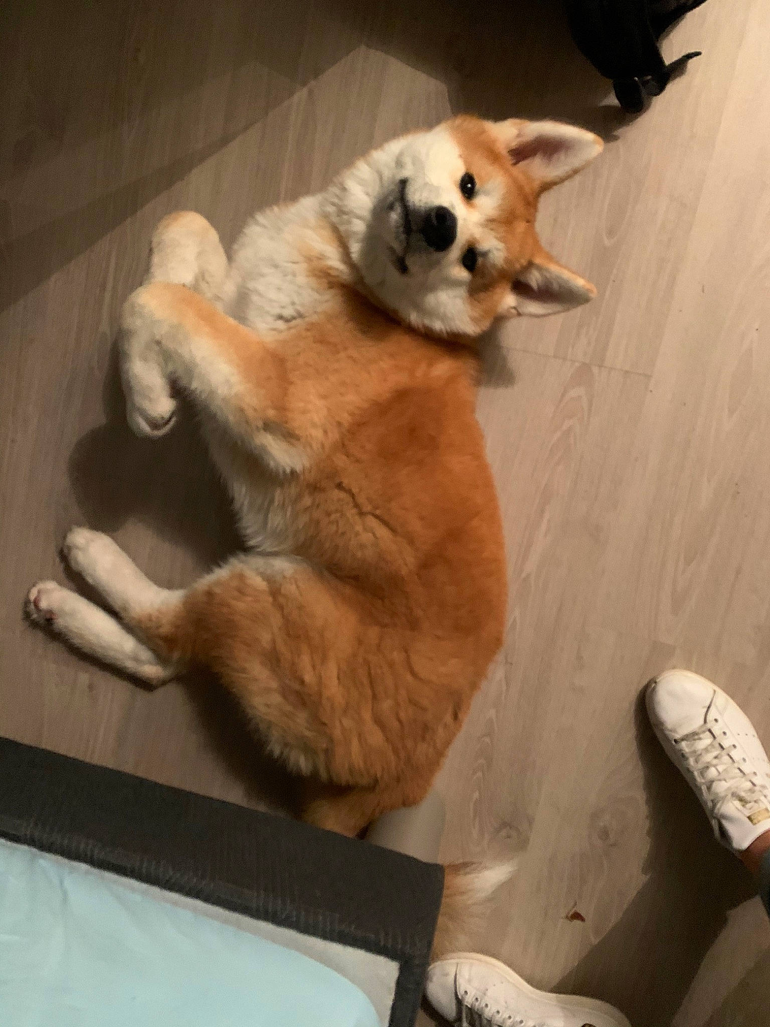 Daiko a rejoint le concours — aidez-le/la à gagner de superbes lots ! akita_inu, canidae, carnivore, claw, companion_dog, dog, dog_breed, fawn, mammal, paw, pembroke_welsh_corgi, sporting_group, tail