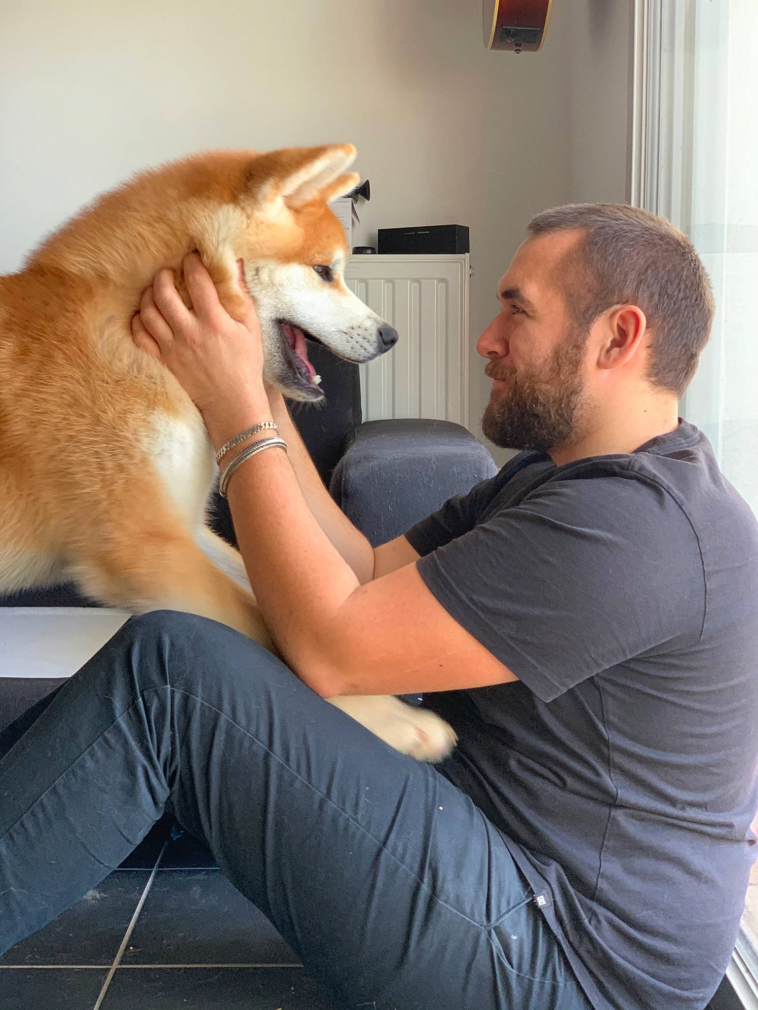 Daiko a rejoint le concours — aidez-le/la à gagner de superbes lots ! akita, akita_inu, canidae, carnivore, dog, dog_breed, non_sporting_group, shiba_inu, shoulder, spitz