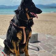 Vasco a rejoint le concours — aidez-le/la à gagner de superbes lots ! beach, black_dog, canine, daylight, dog, ears_up, graffiti, harness, ledges, mountains, nature, ocean, outdoor, pet, sand, sea, sitting, sunny, tan_dog, tongue_out