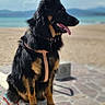 beach, black_dog, canine, daylight, dog, ears_up, graffiti, harness, ledges, mountains, nature, ocean, outdoor, pet, sand, sea, sitting, sunny, tan_dog, tongue_out