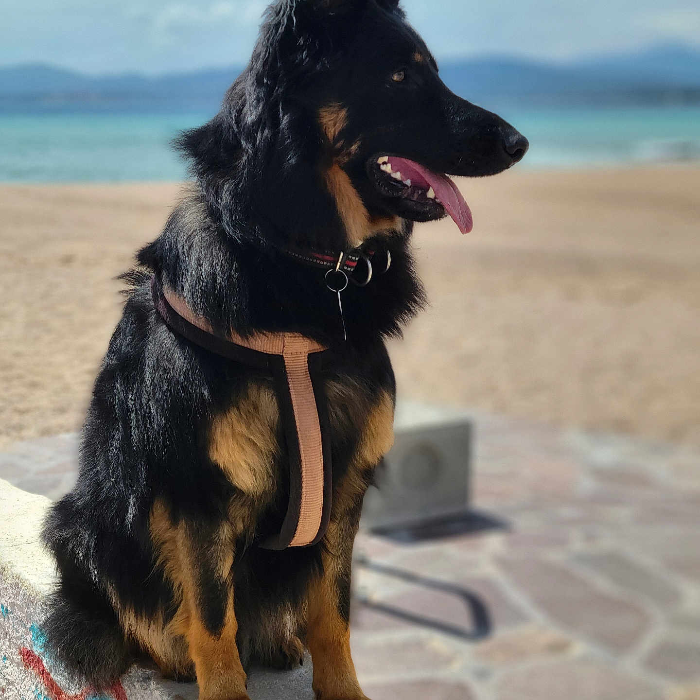 Vasco a rejoint le concours — aidez-le/la à gagner de superbes lots ! beach, black_dog, canine, daylight, dog, ears_up, graffiti, harness, ledges, mountains, nature, ocean, outdoor, pet, sand, sea, sitting, sunny, tan_dog, tongue_out