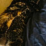 Pip is registered to the contest to win money with this photo: animal, cat, closeup, comfort, cozy, cute, domestic, feline, fur, indoor, nap, paw, pet, relaxed, resting, sleeping, soft, texture, tortoiseshell, whiskers