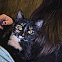 animal, cat, close_up, companion, cozy, cute, dark_clothing, domestic_animal, feline, hand, indoor, long_hair, looking_at_camera, person, pet, portrait, tortoiseshell_cat, warm_lighting, wooden_wall, yellow_eyes