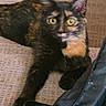animal, black_jacket, blurred_face, cat, close_up, couch, curious, domestic_cat, fabric, fur, furniture, indoor, lighter, pet, resting, tortoiseshell_cat, whiskers, yellow_eyes, yellow_lighter, zipper