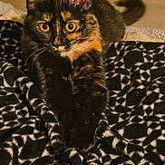 Pip is registered to the contest to win money with this photo: animal, black_and_white, blanket, cat, close_up, cozy, cute, feline, fur, indoor, looking, orange_eyes, patterned_blanket, pet, portrait, relaxed, resting, tortoiseshell_cat, warm_lighting, whiskers