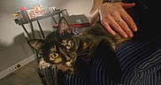 Pip is registered to the contest to win money with this photo: animal, cat, clutter, comfort, cozy, domestic, furniture, hand, indoor, lap, light, person, pet, relaxing, resting, shadow, table, tortoiseshell_cat, warm_light, yellow_eyes