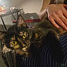 animal, cat, clutter, comfort, cozy, domestic, furniture, hand, indoor, lap, light, person, pet, relaxing, resting, shadow, table, tortoiseshell_cat, warm_light, yellow_eyes