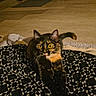 animal, black, blanket, books, cat, cozy, curiosity, floor, fur, furniture, indoor, living_room, orange, patterned_blanket, pet, shelf, tail, tortoiseshell_cat, whiskers, wide_eyes