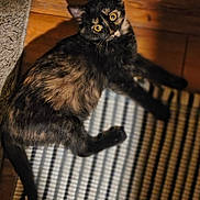 Pip is registered to the contest to win money with this photo: animal, cat, closeup, curious, cute, domestic_cat, feline, flooring, fur, home, indoor, laying_down, pet, playful, shadow, shadow_play, striped_rug, tortoiseshell_cat, wooden_floor, yellow_eyes