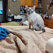 Trixie is registered to the contest to win money with this photo: bed, blanket, blue_eyes, casual, cat, cozy, curious, domestic_animal, feline, furniture, household_items, indoor, kitchen, light, pet, room, sitting, tail, textured, wooden_cabinet