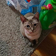 Trixie joined the competition — help win amazing prizes! cat, carpet, floor, water_bottles, plastic_packaging, green_container, toy, indoor, pet, animal, feline, curious, looking_up, domestic, wood_floor, household, cute, sitting, young_cat, collar