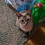 cat, carpet, floor, water_bottles, plastic_packaging, green_container, toy, indoor, pet, animal, feline, curious, looking_up, domestic, wood_floor, household, cute, sitting, young_cat, collar