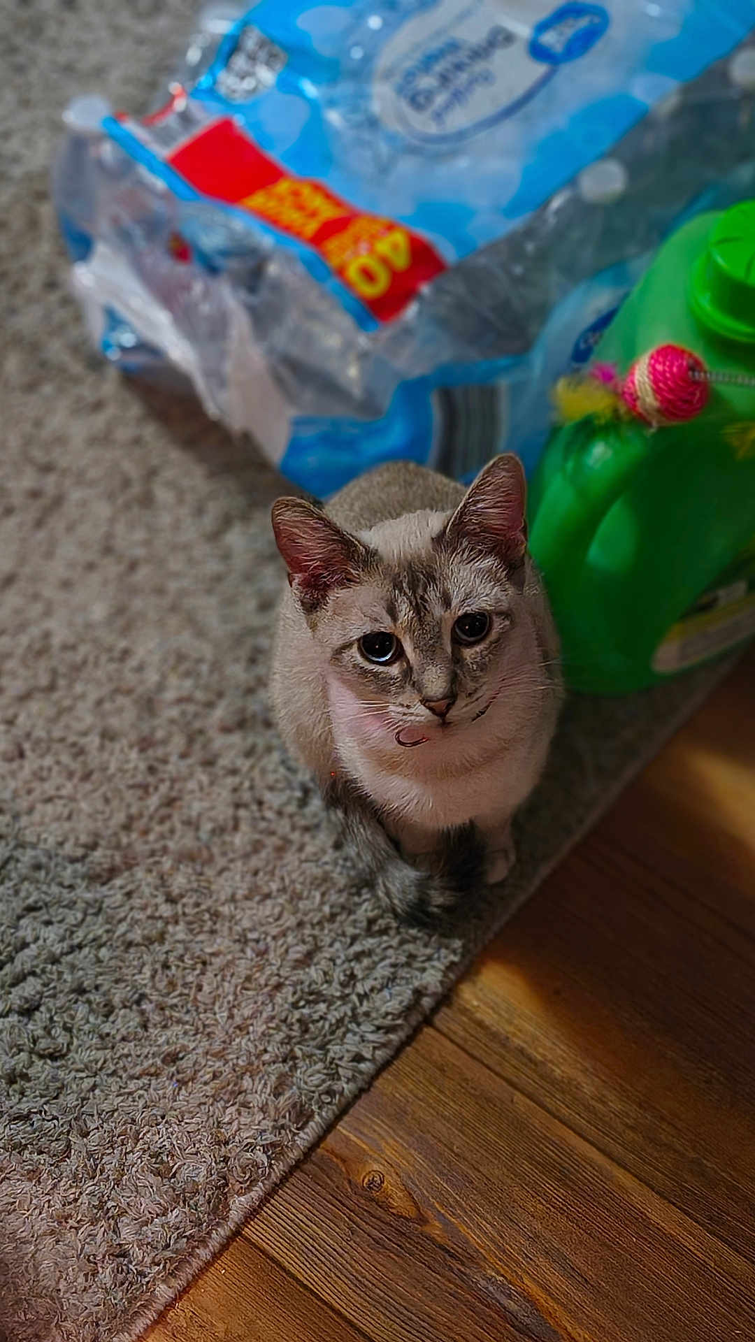Trixie joined the competition — help win amazing prizes! cat, carpet, floor, water_bottles, plastic_packaging, green_container, toy, indoor, pet, animal, feline, curious, looking_up, domestic, wood_floor, household, cute, sitting, young_cat, collar