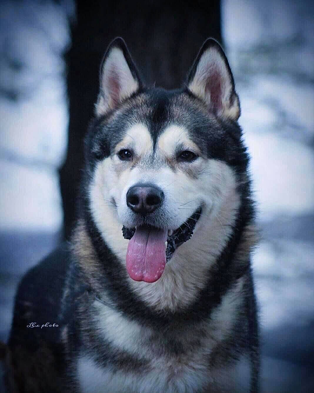Oxy participe au concours pour gagner de l'argent avec cette photo : art, canis, carnivore, dog, dog_breed, eye, fur, grey, head, jaw, plant, sled_dog, snout, symmetry, terrestrial_animal, tree, whiskers, wildlife, wolf, working_dog