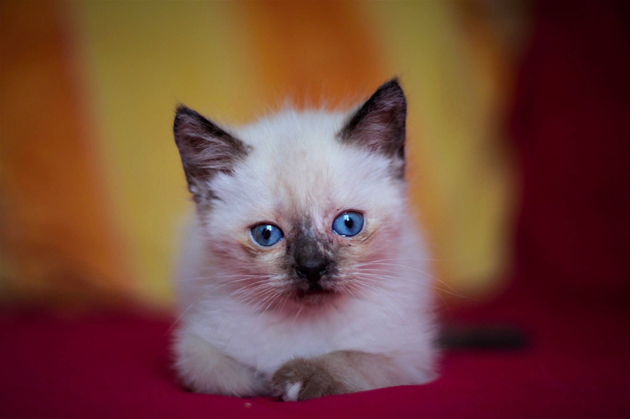 Toy a rejoint le concours — aidez-le/la à gagner de superbes lots ! balinese, birman, carnivore, cat, curious, electric_blue, eye, fawn, felidae, fur, head, iris, ragdoll, siamese, small_to_medium_sized_cats, snout, terrestrial_animal, thai, whiskers