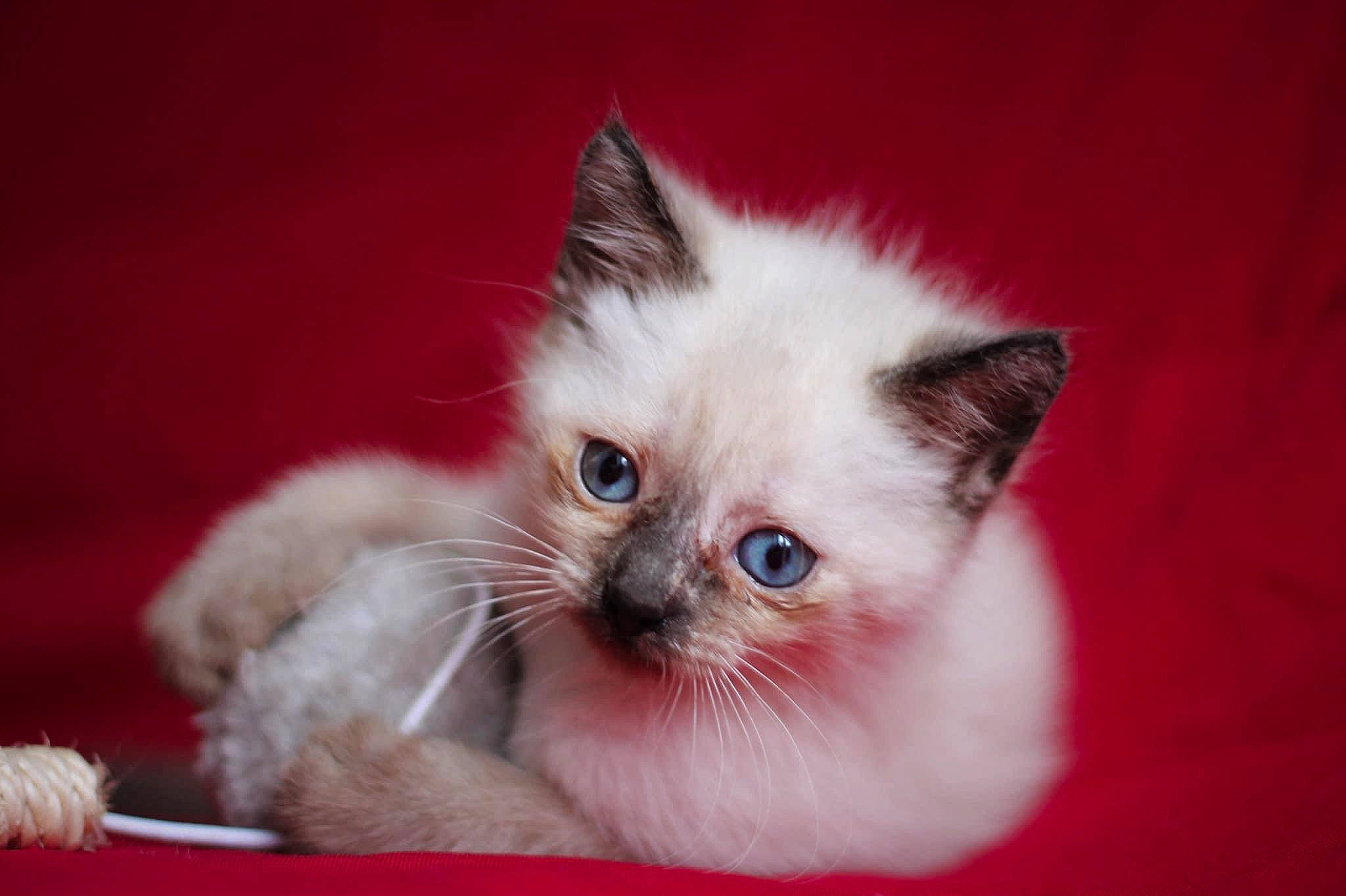 Toy a rejoint le concours — aidez-le/la à gagner de superbes lots ! balinese, birman, box, carnivore, cat, cat_supply, claw, fawn, felidae, fur, paw, photo_caption, ragdoll, siamese, small_to_medium_sized_cats, snout, tail, thai, whiskers