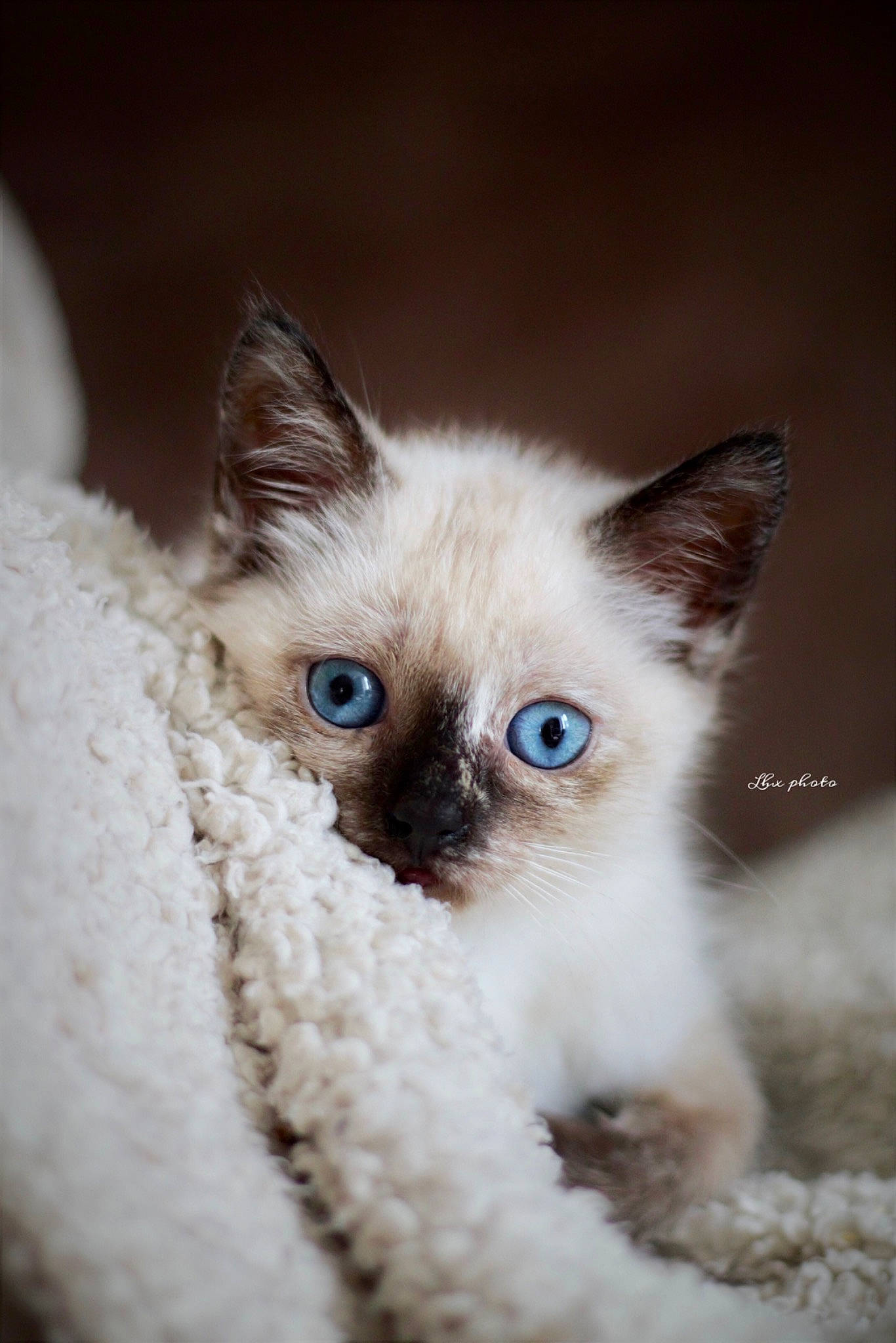 Toy participe au concours pour gagner de l'argent avec cette photo : balinese, carnivore, cat, close_up, domestic_short_haired_cat, electric_blue, eye, eyelash, fawn, felidae, fur, hair, head, human_body, siamese, small_to_medium_sized_cats, snout, terrestrial_animal, whiskers, wildlife