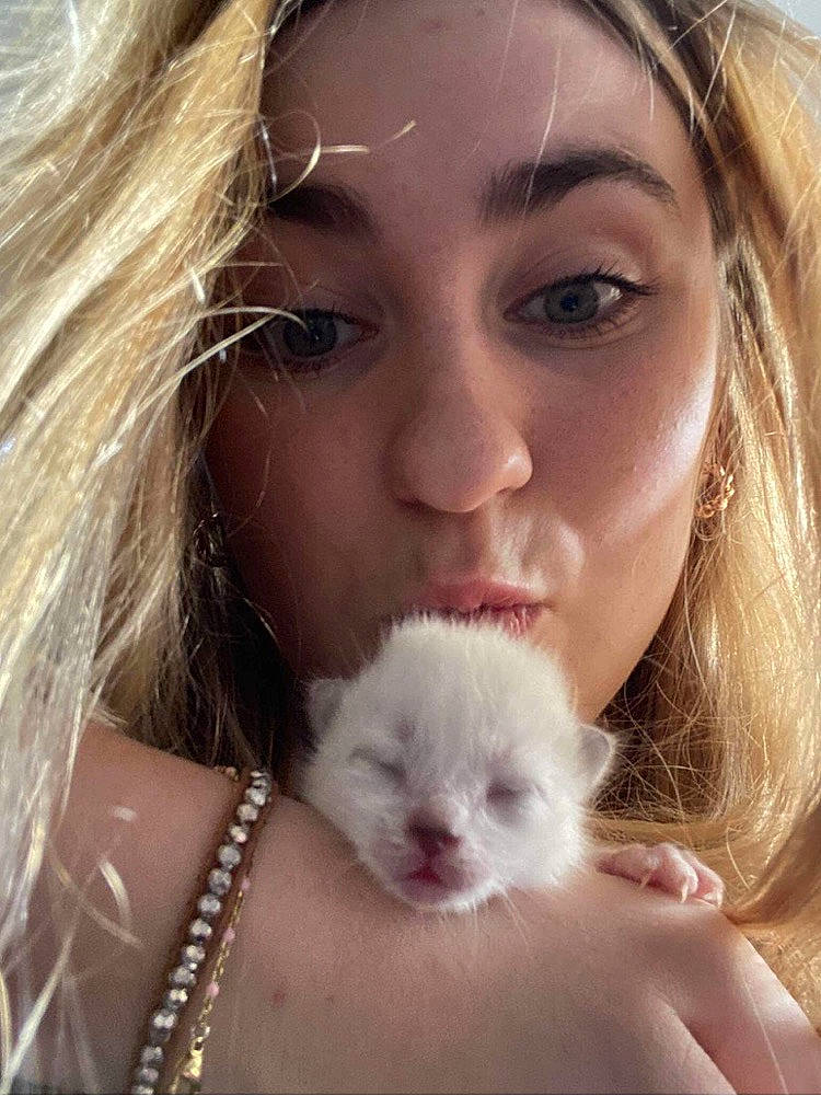 Toy a rejoint le concours — aidez-le/la à gagner de superbes lots ! beauty, blond, carnivore, close_up, companion_dog, dog_breed, eye, eyelash, fawn, felidae, fur, happy, lip, nose, organ, photograph, plant, skin, whiskers, white