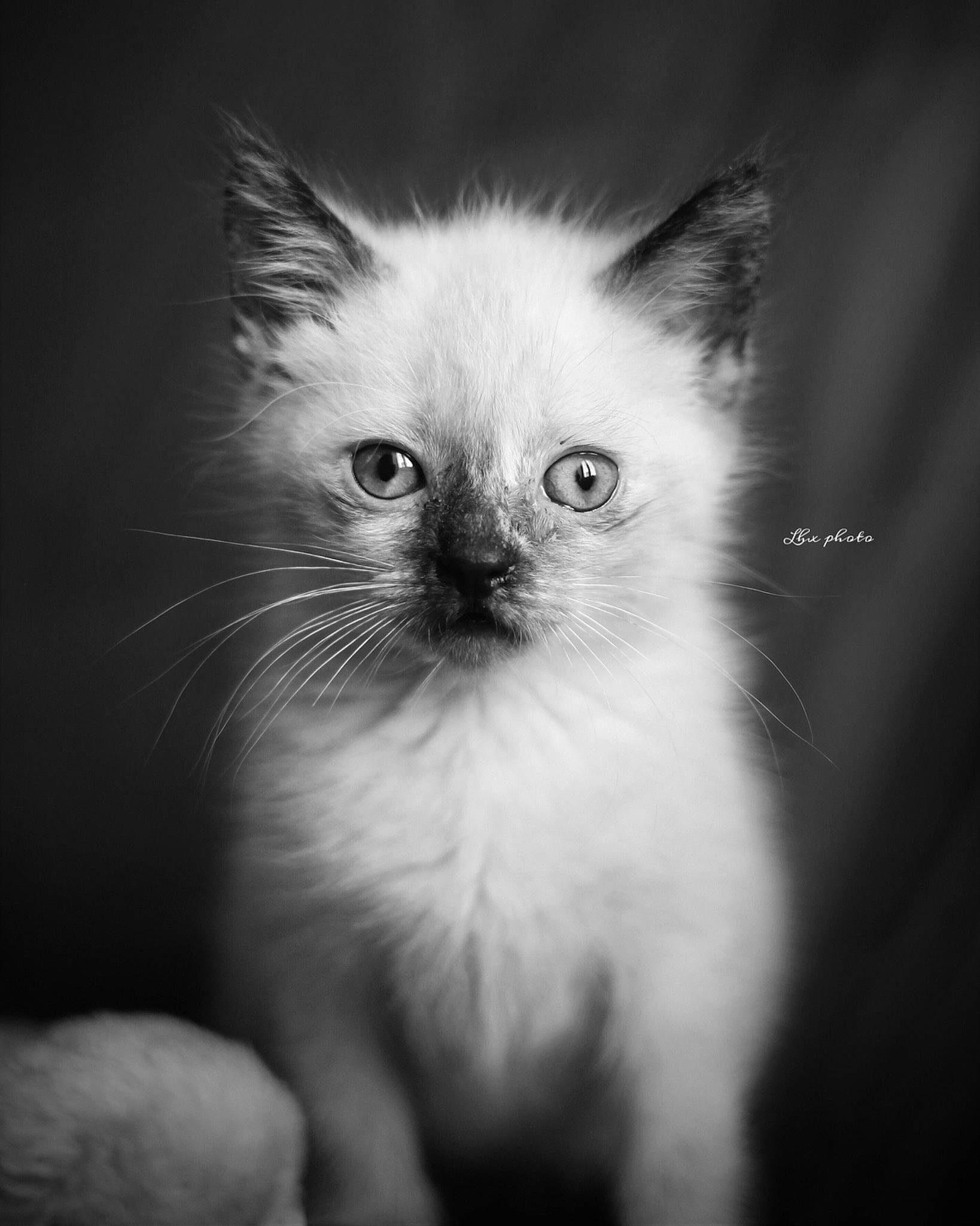 Toy a rejoint le concours — aidez-le/la à gagner de superbes lots ! carnivore, cat, close_up, domestic_short_haired_cat, eye, eyebrow, face, fawn, felidae, fur, hair, head, human_body, iris, monochrome, monochrome_photography, small_to_medium_sized_cats, snout, symmetry, whiskers