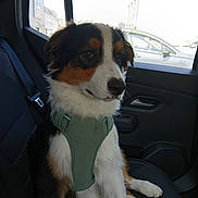 Volt participe au concours pour gagner de l'argent avec cette photo : dog, pet, car_interior, seat, harness, window, black_fur, white_fur, brown_fur, sitting, calm, vehicle, side_window, leash_accessory, domestic_animal, companion, transportation, daylight, resting, canine